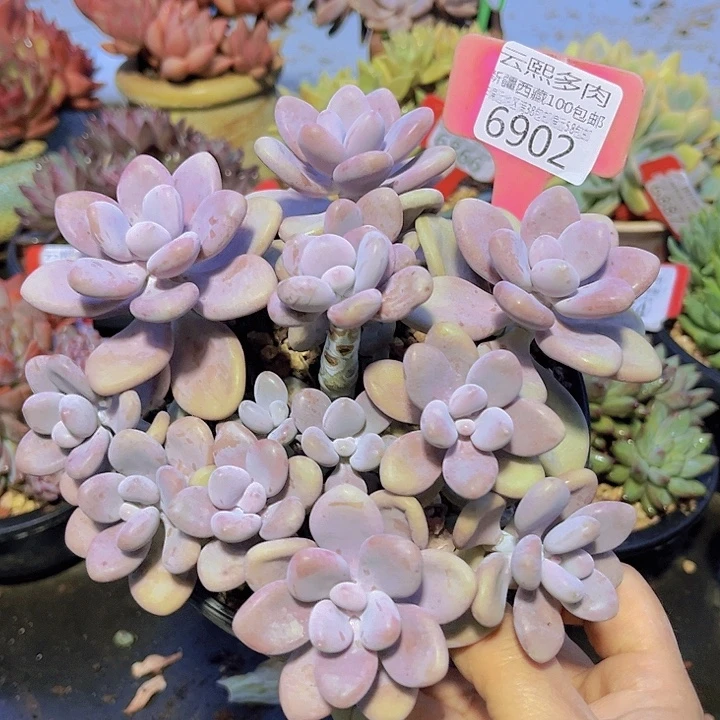 6902桃蛋。