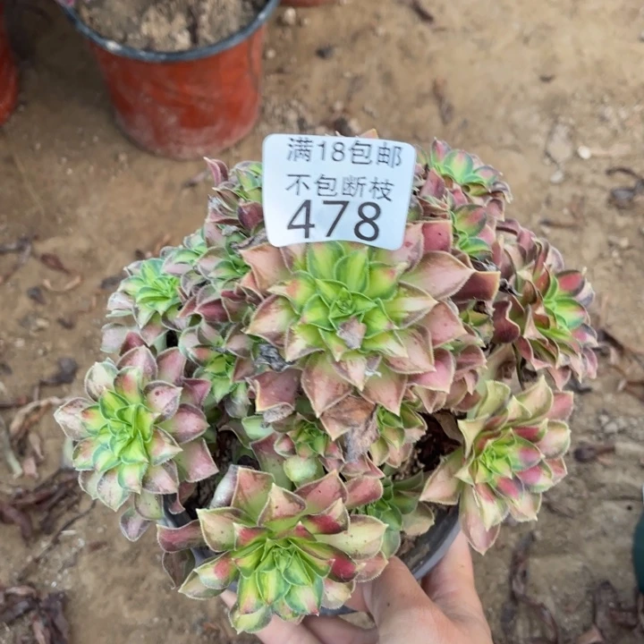 478韶华手捧1号棚