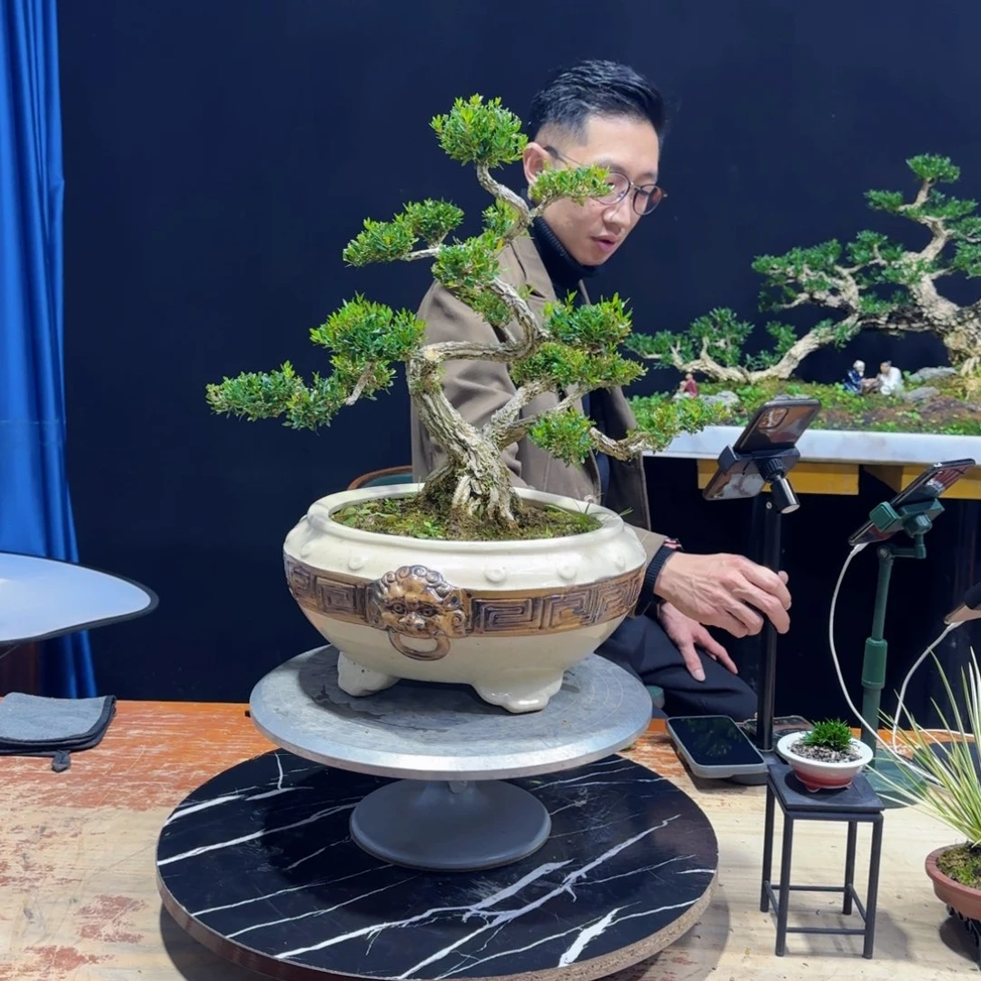 道*1黄杨室内室外盆景艺术