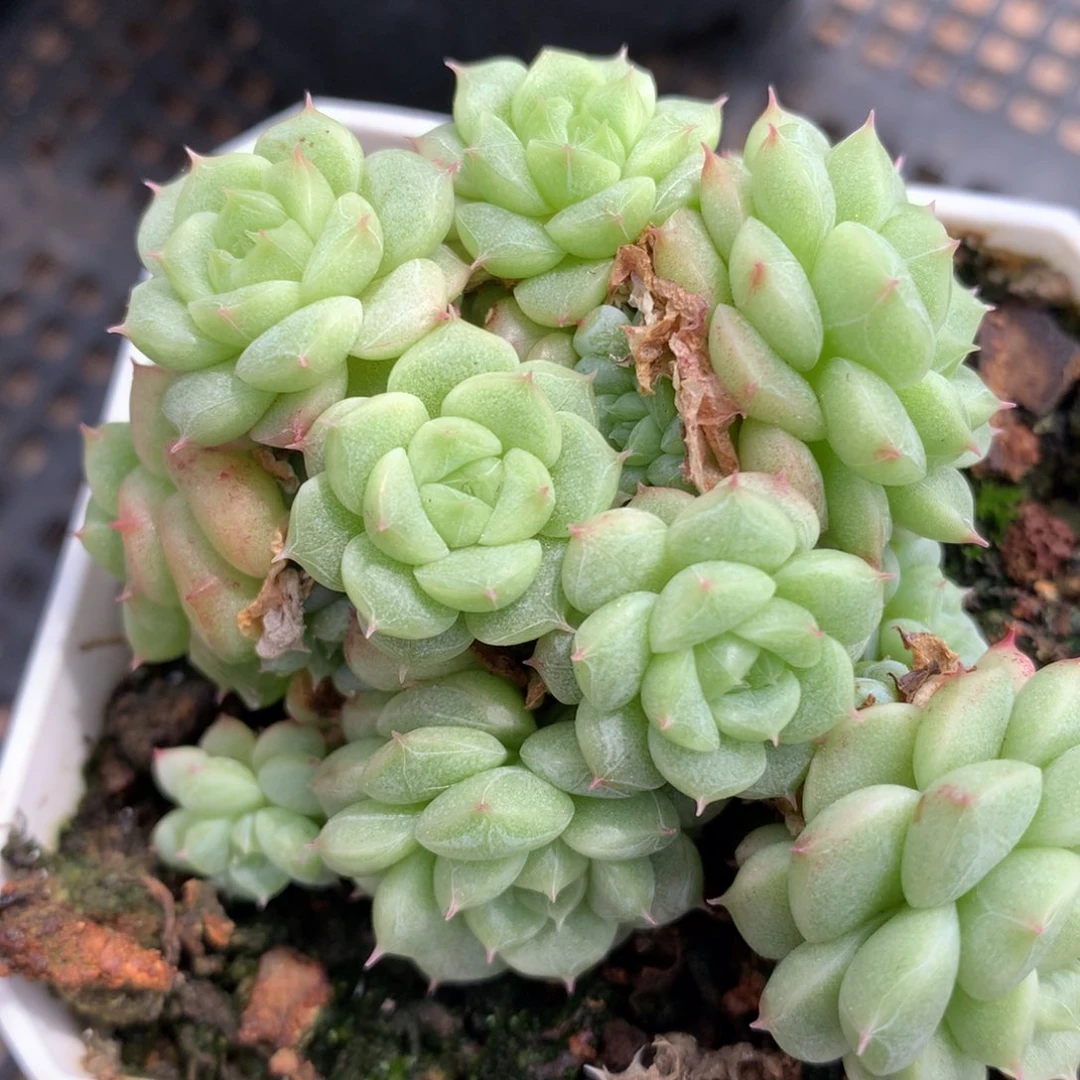 0602-107 珍妮优选