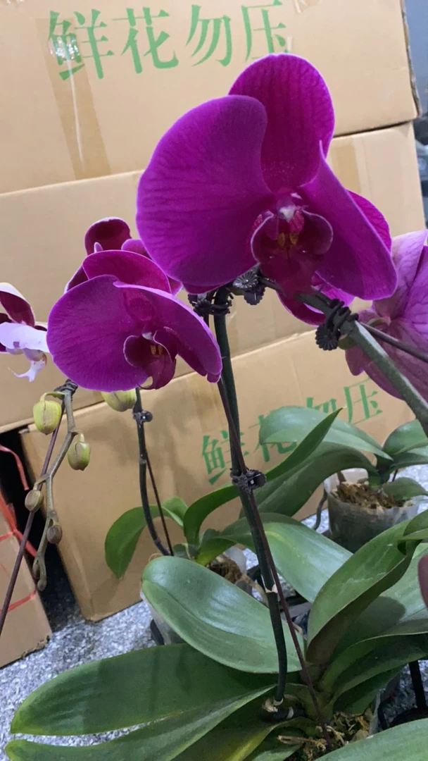 成品花《大辣椒一颗》3.5寸杯蝴蝶兰花
