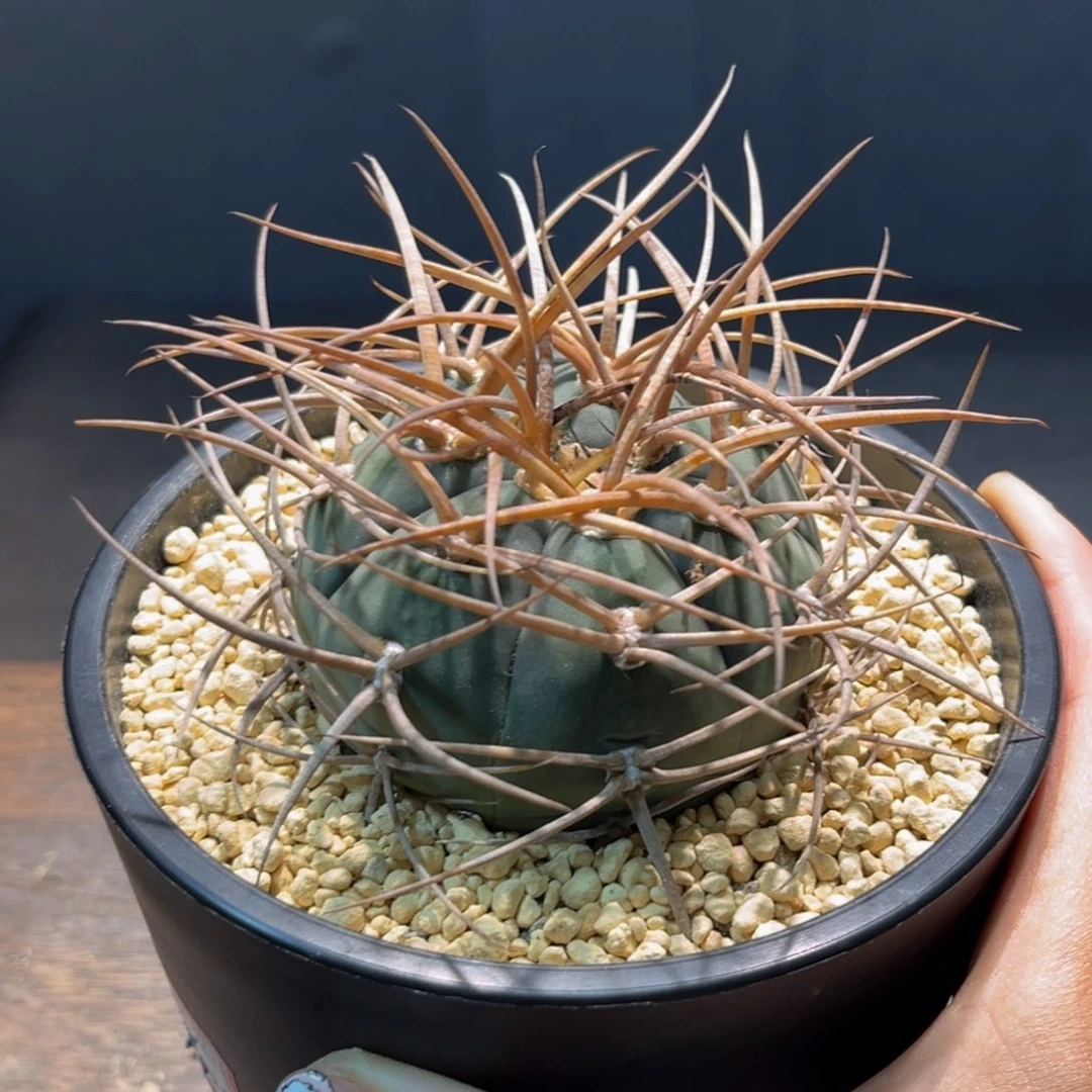 光琳Zzzzzzzzzzzzzzzz