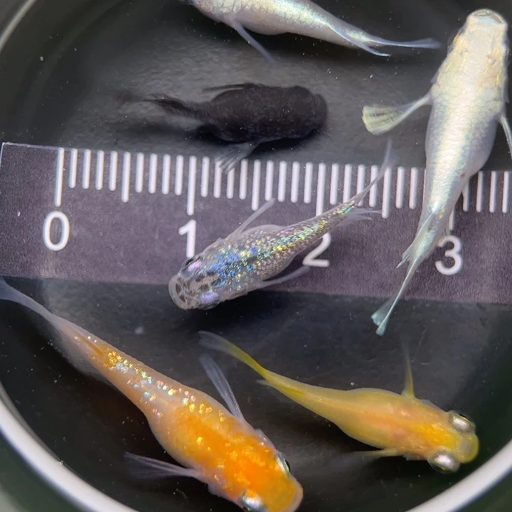 海水鱼混搭球球2号