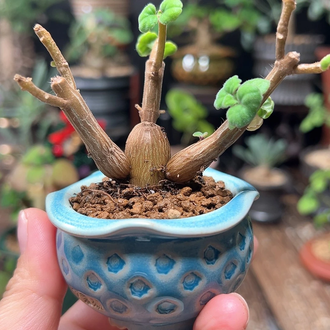 爱氏延命草脱土包邮