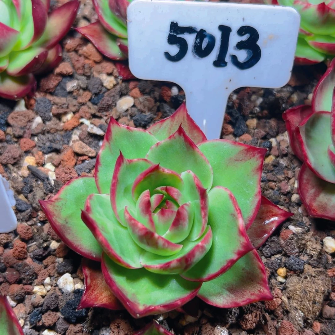 小惊鸿仙子一物一拍5013号