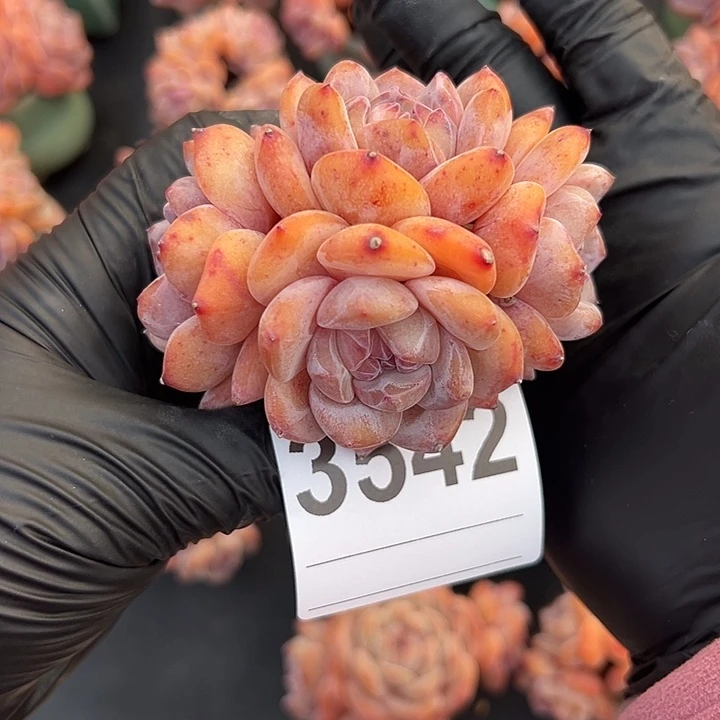 3542，四头星影带盆发的