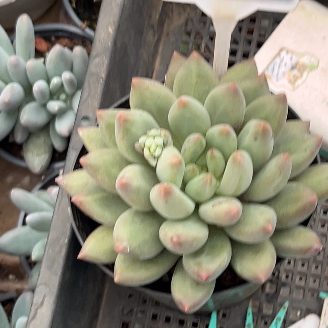 ໑****多肉植物金虞姬美人623