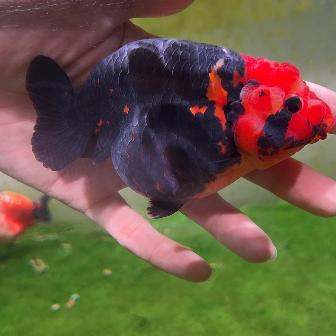 狮头鱼木木与兰寿金鱼福利