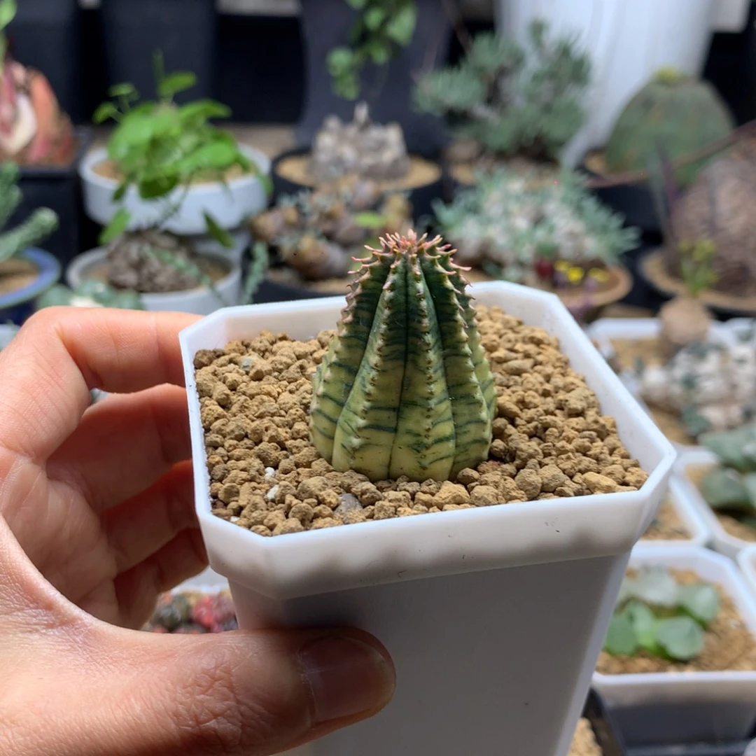 神玉布纹球锦带盆自根