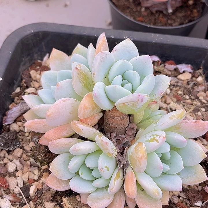 冷香1979多肉植物