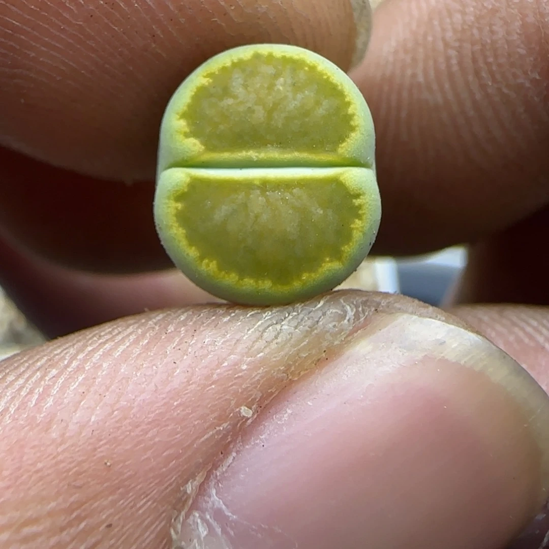 814生石花大棚直播