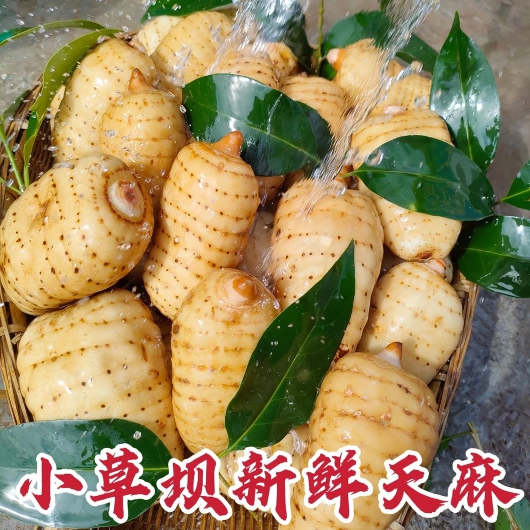 云南昭通彝良小草坝新鲜天麻炖鸡炖排骨煲汤泡酒仿野深山三年种植