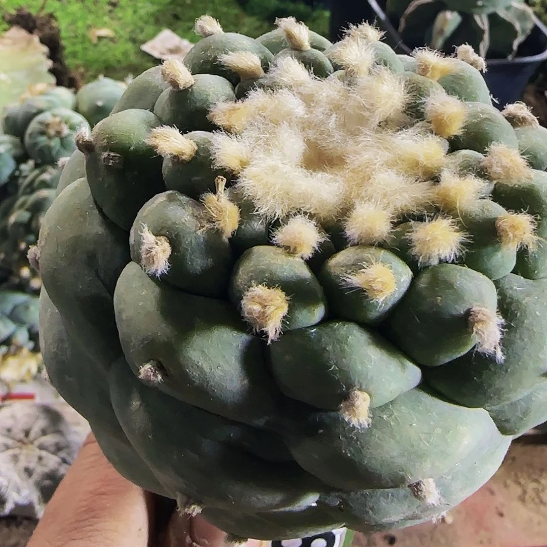 s***i仙548仙人球开花