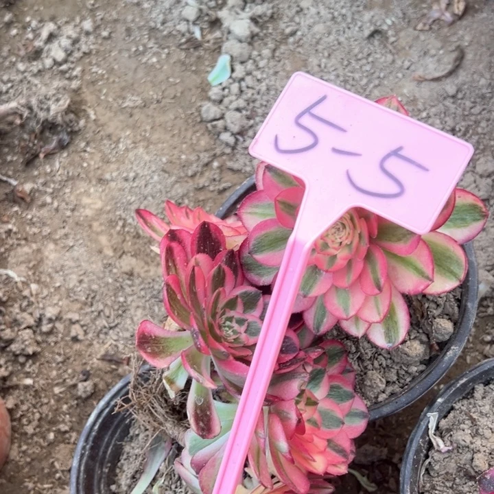 5-5荔枝多肉植物