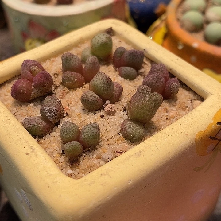 3头955D斑马2群。