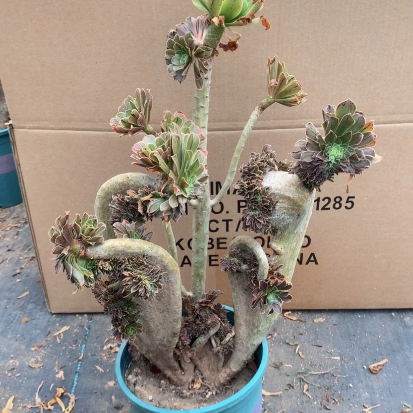 【闪购商品】迷*瑕疵不售后123