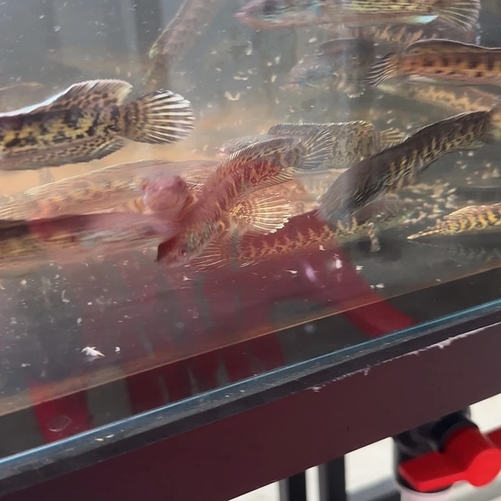 雷龙小野生蛇，10左右