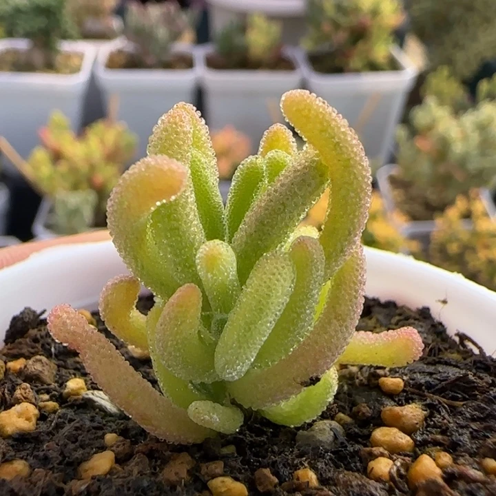 270-红叶黄锦植物枝干