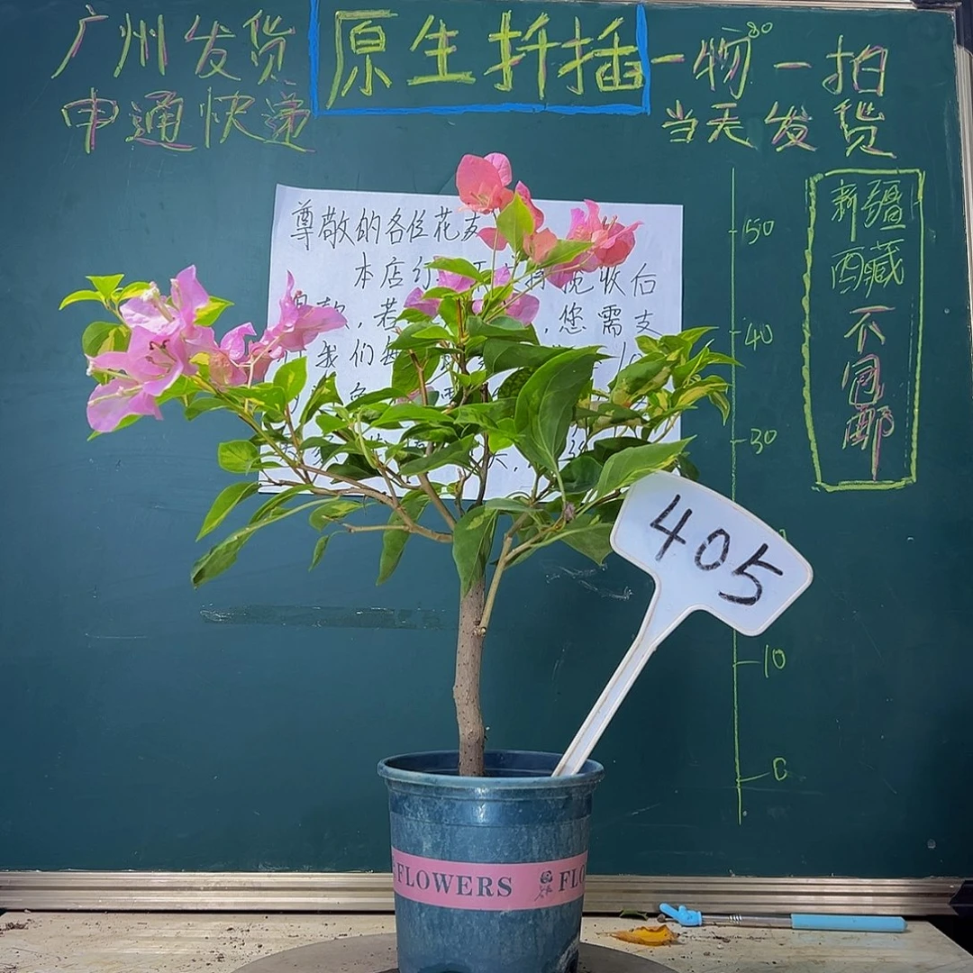 当前无花栽培后可以开花  橙白橙粉同株 405