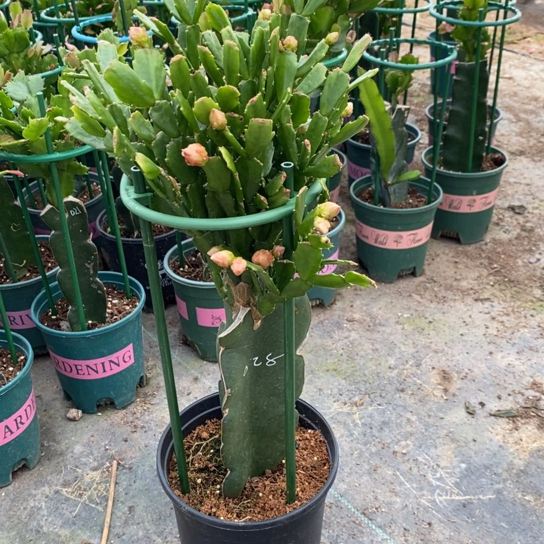 完全开放385嫁接028