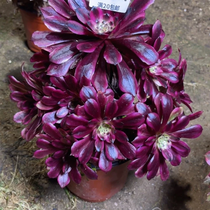 瑞妈多肉园艺224