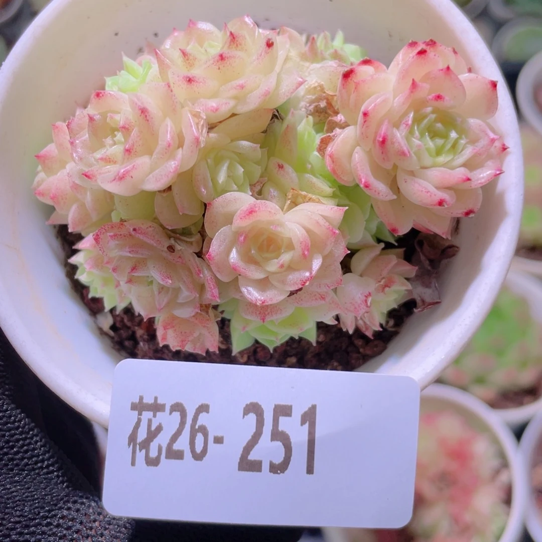 花利美26-251麦秆