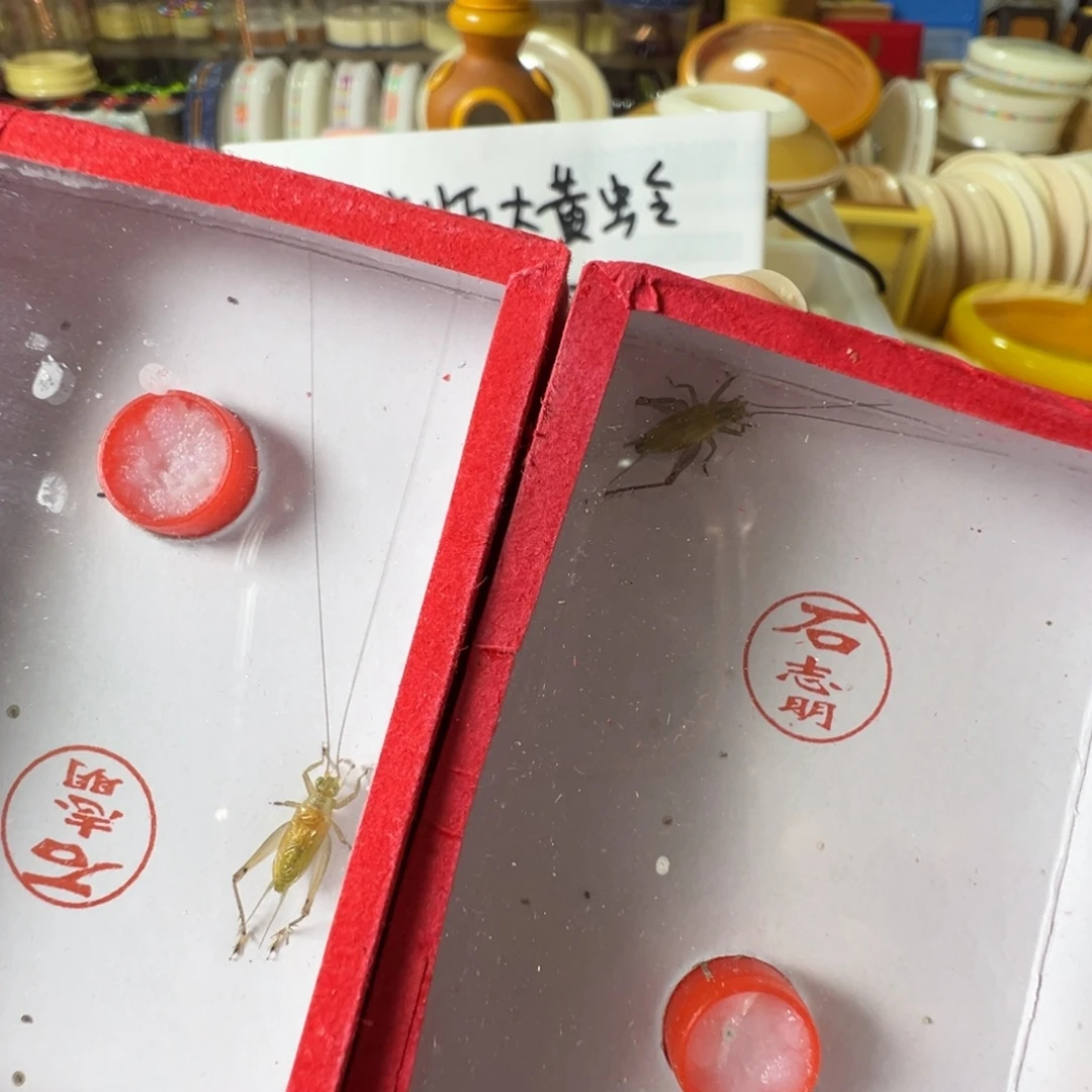 鱼***y蟋蟀两只石长须冬黄蛉