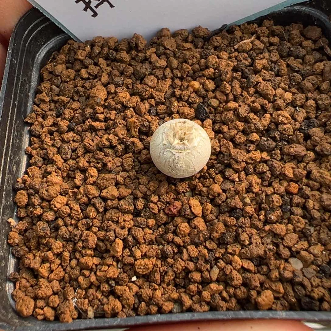 ?**?22-33肉锥多肉植物