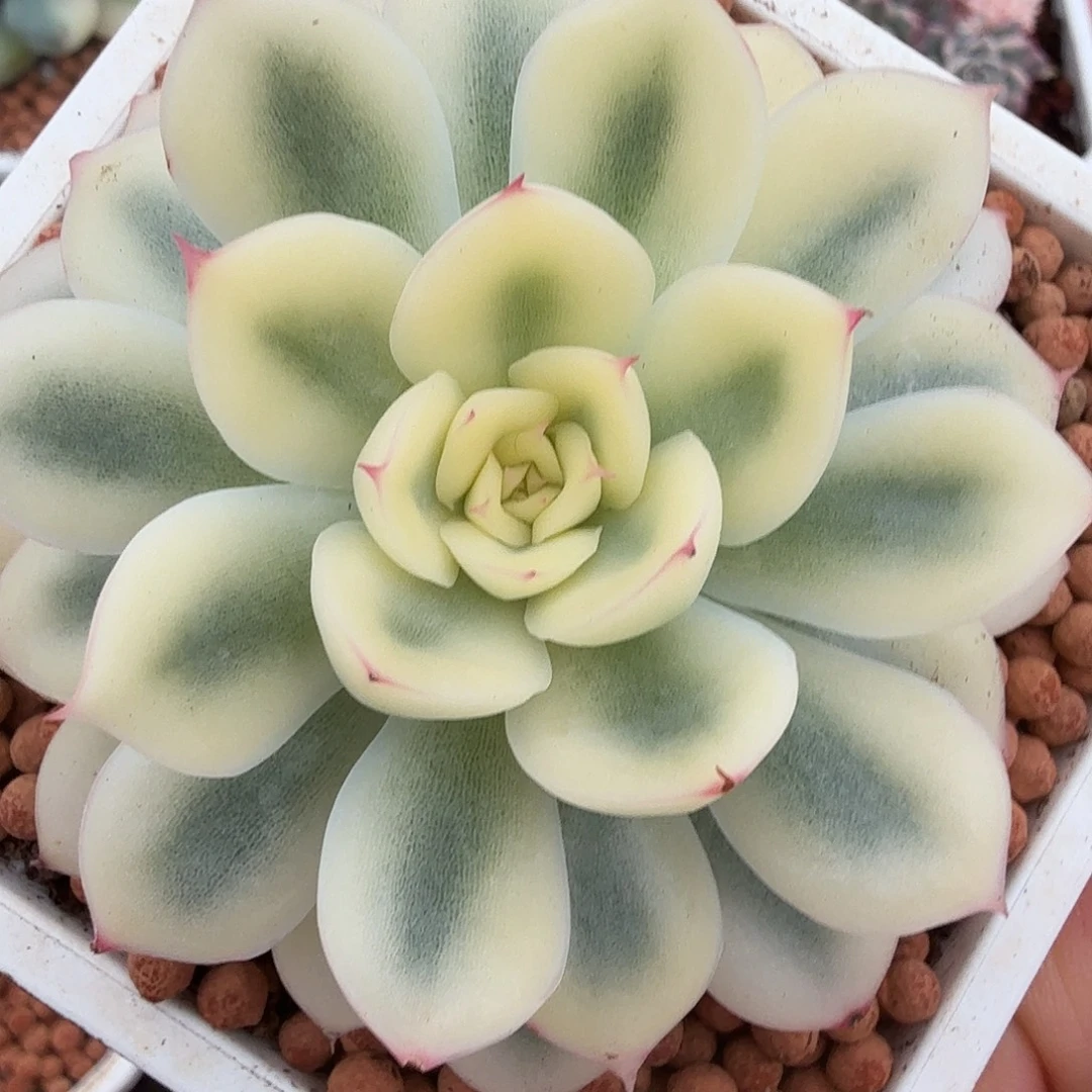 武仙座宽覆轮锦，多肉植物