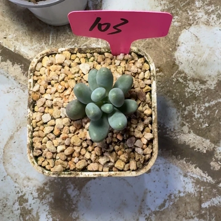 103弗莱布新号福利价