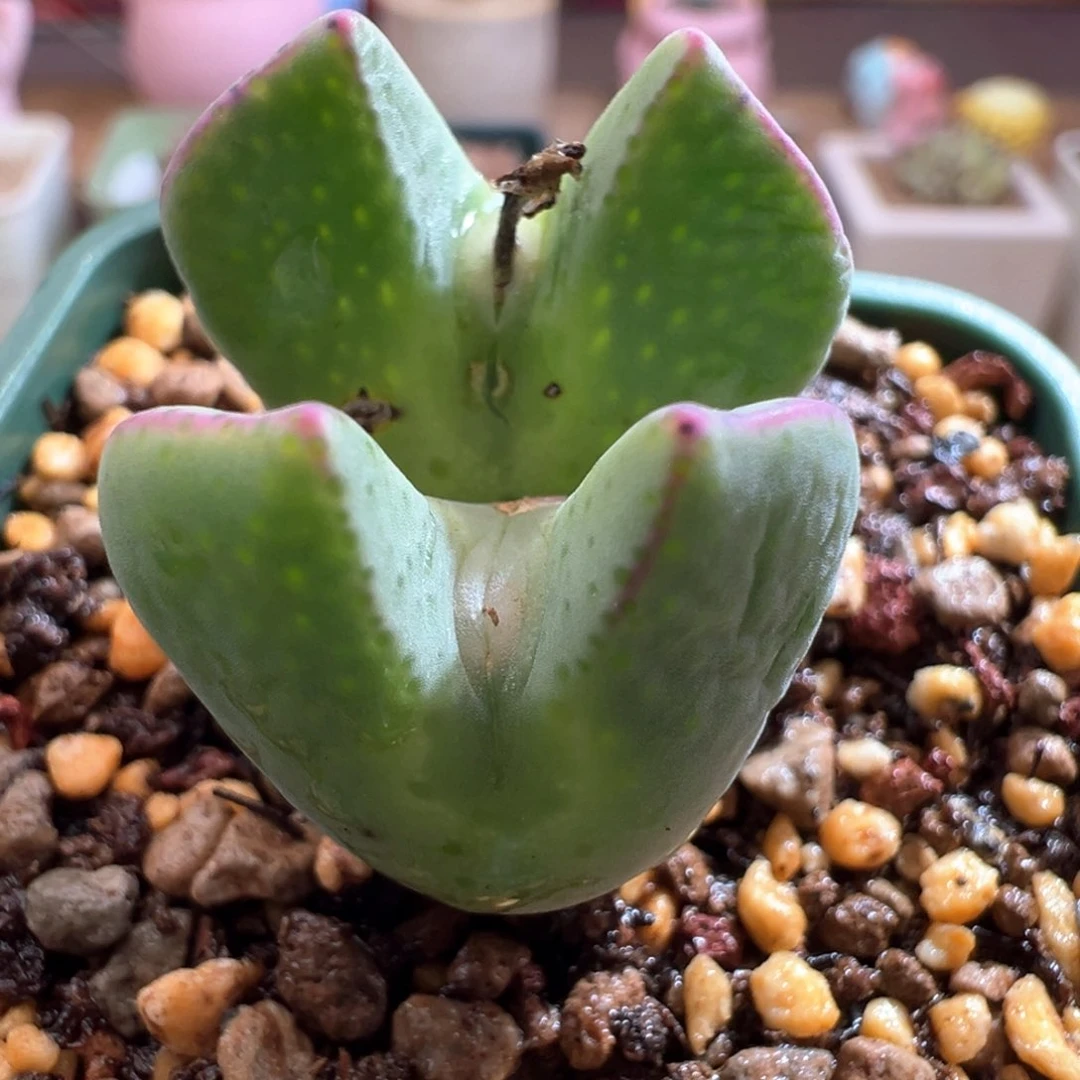 372不知名少将带眼镜