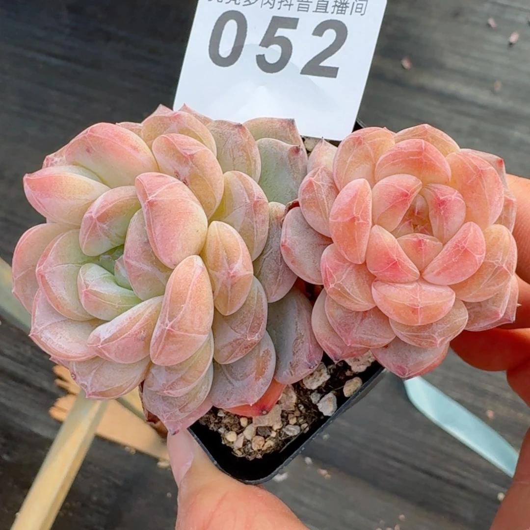 黛玉冰魄         精品多肉