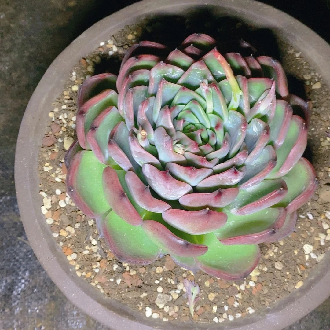 多肉植物一物易拍，东云单头