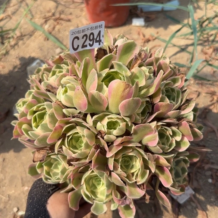 妖月……多肉植物？不