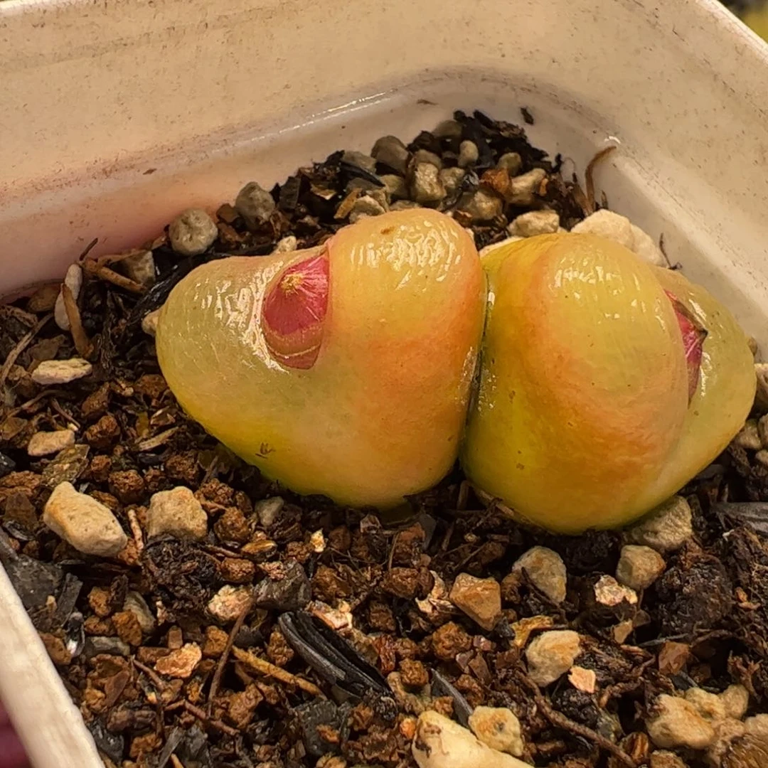 136多肉植物百科