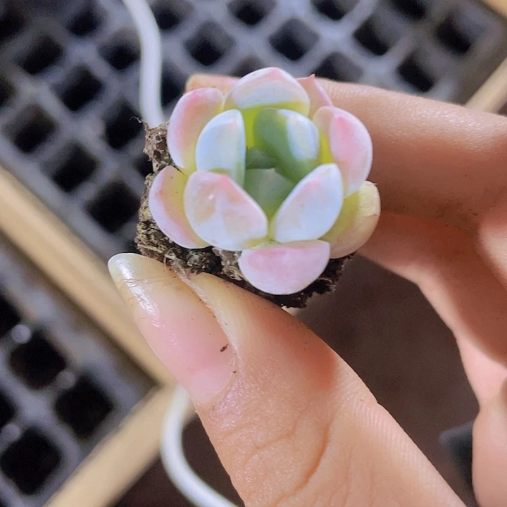 32精品刚毅2颗一组