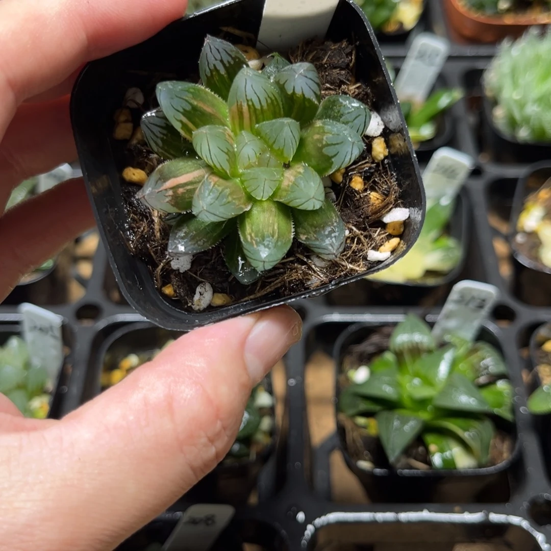 212水晶灯玉露锦一物一拍