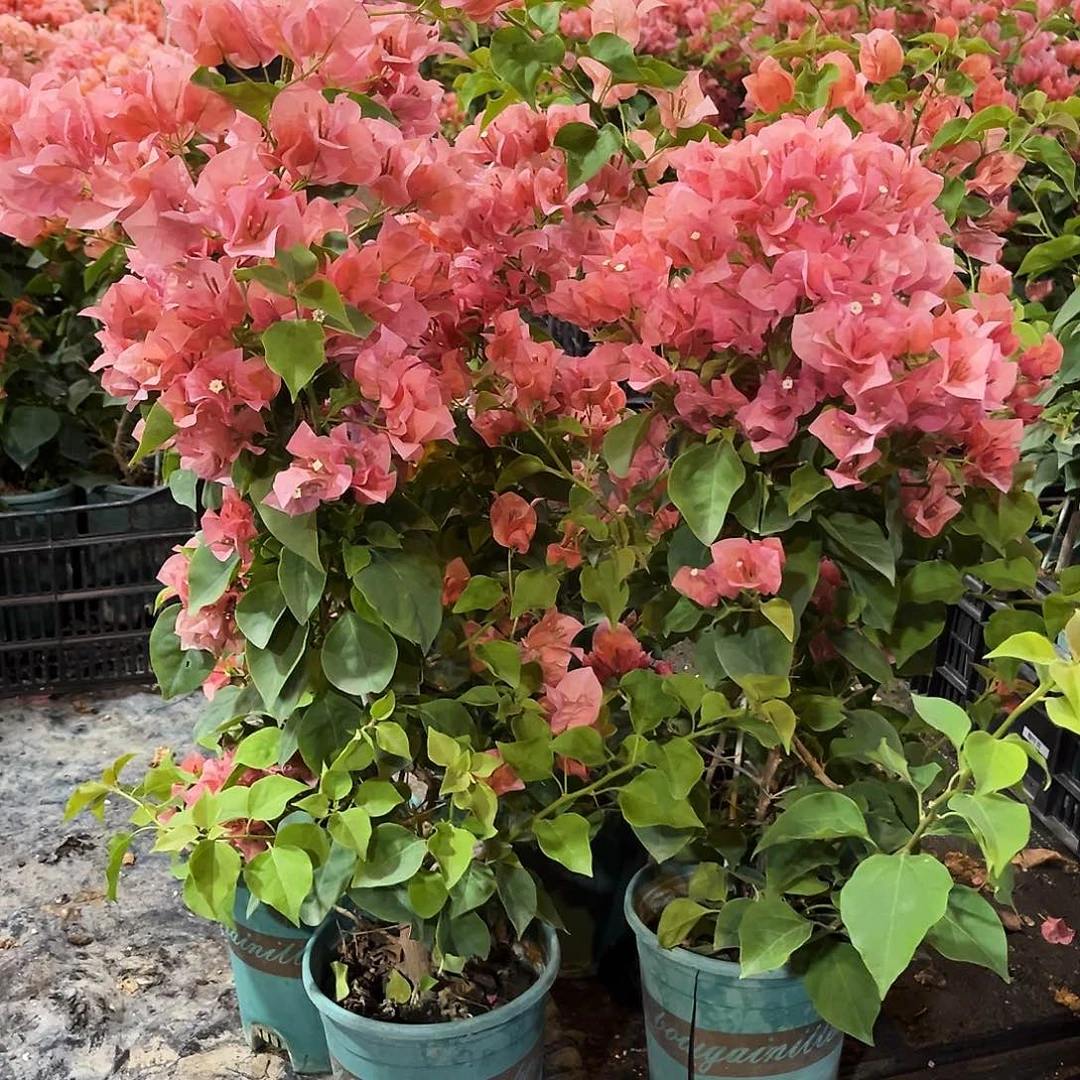 当前无花栽培后可以开花不甜西瓜带竹一颗
