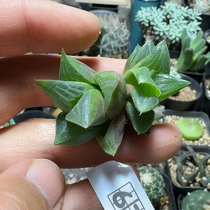 677不知名寿脱土发货哦