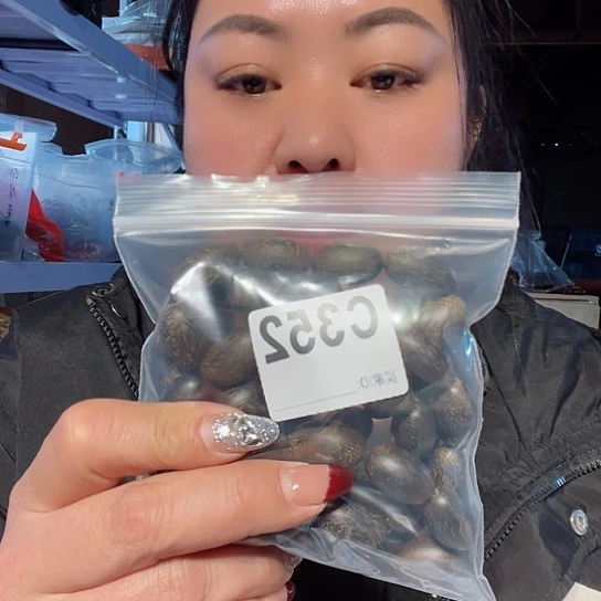 大果紫檀（缅甸花梨）我*也352