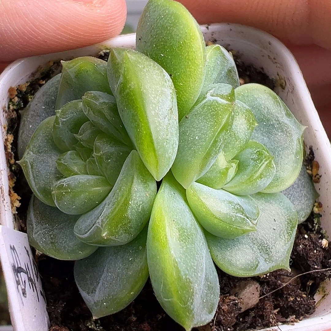 帝王绿 双头。   福利