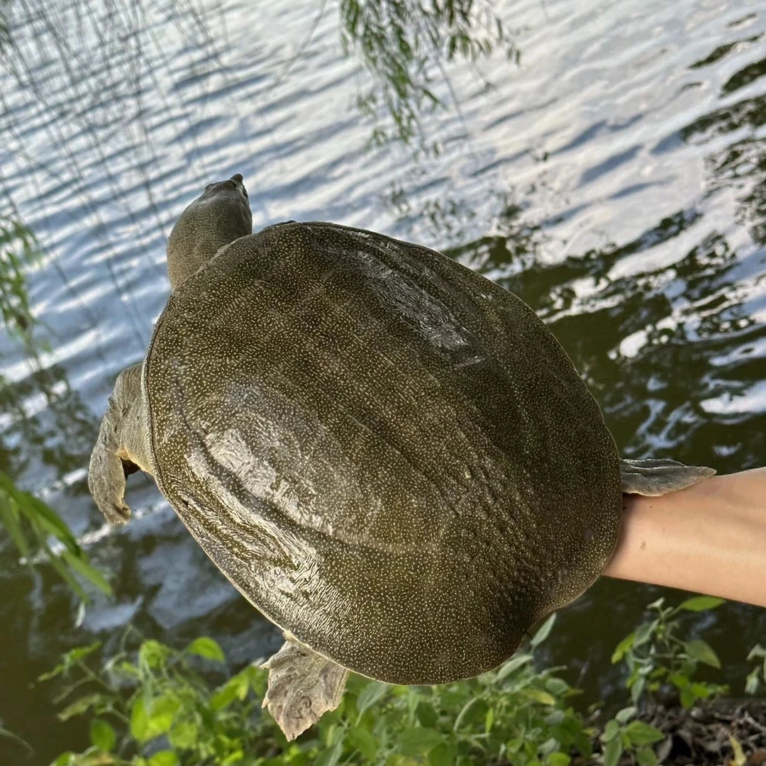 【只亏100单】 首播福利外塘甲鱼 8两-1斤/每只 支持宰杀精品