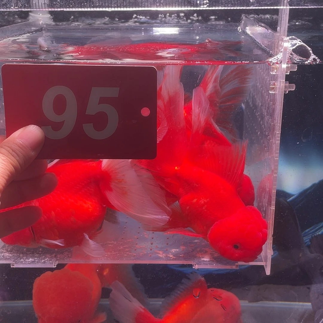 红嘴尖格鱼冷水鱼