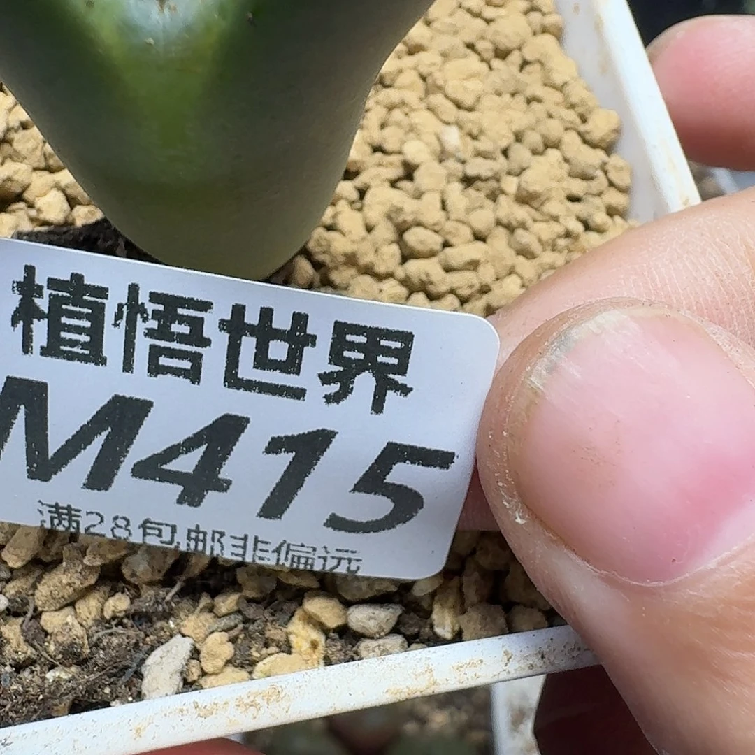 多肉植物的润泽gbnn