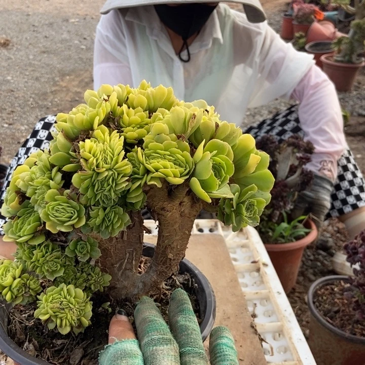 吉***心105绿羊绒缀化老桩