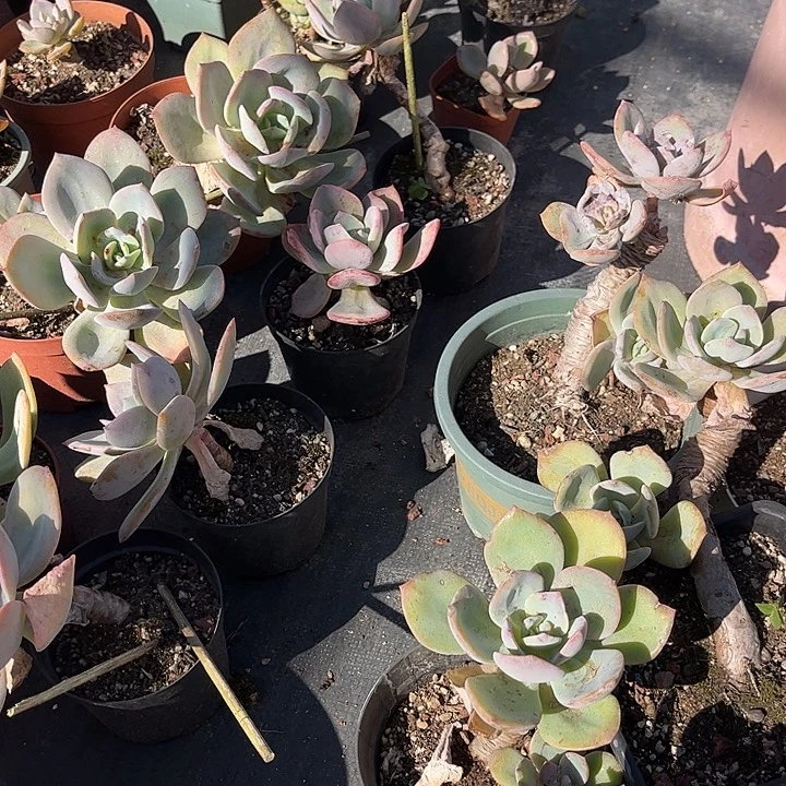 是***希207六棵白凤脱土发货不退不换