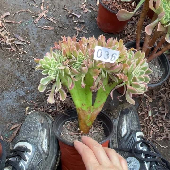 不包邮女巫拉丝缀036