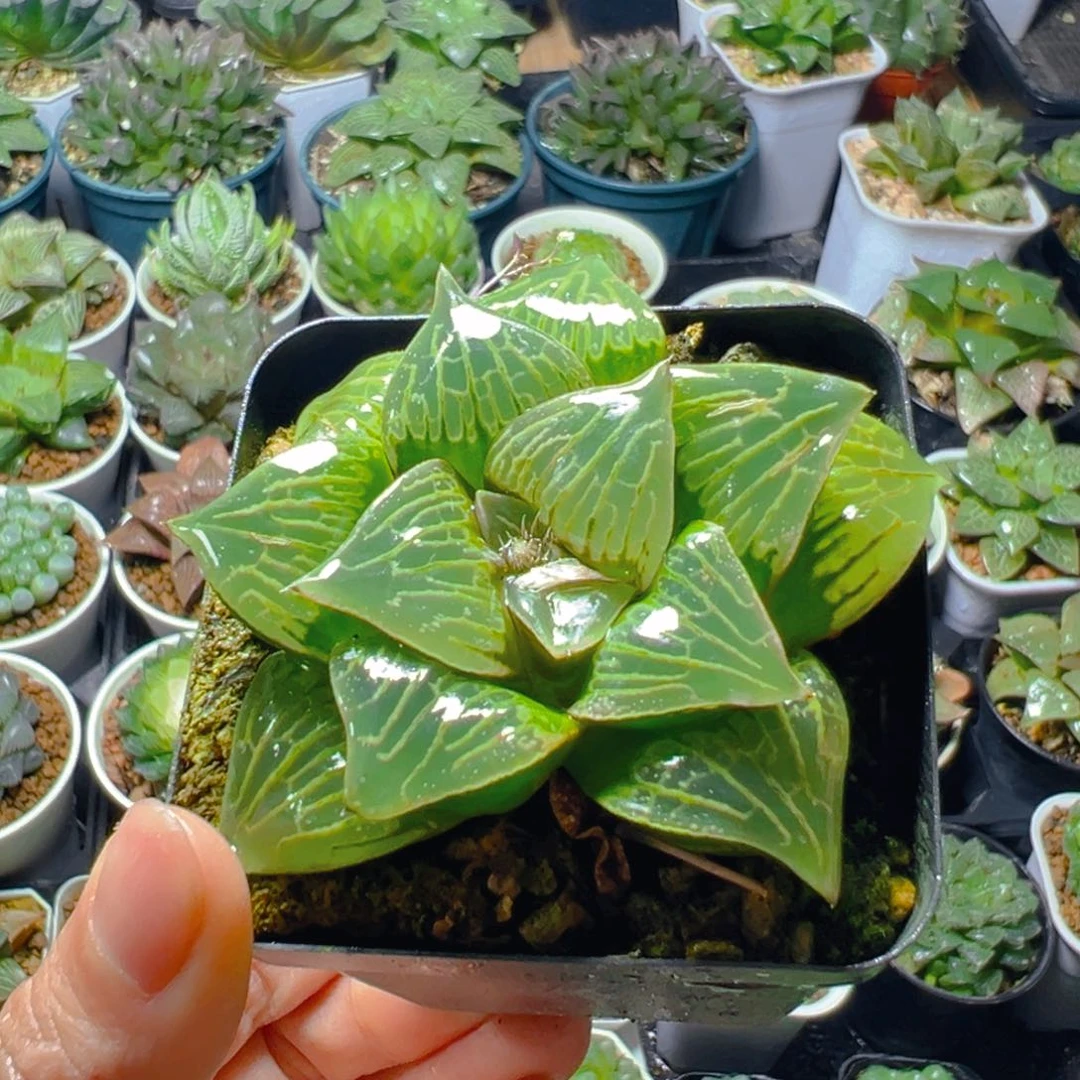 康克寿多肉多肉一颗