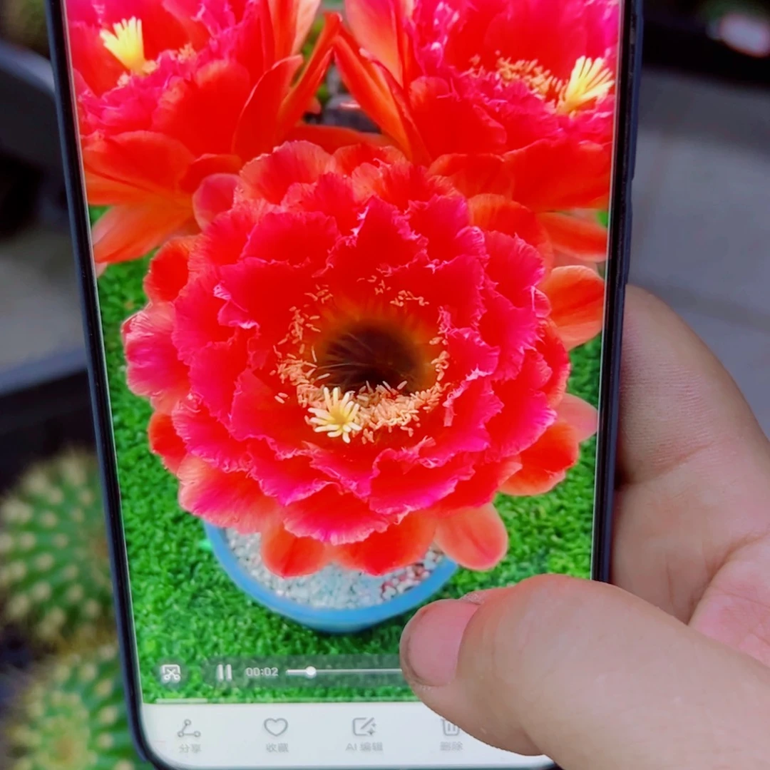 下39毛清清1 歪无根侧芽5公分左右20包邮