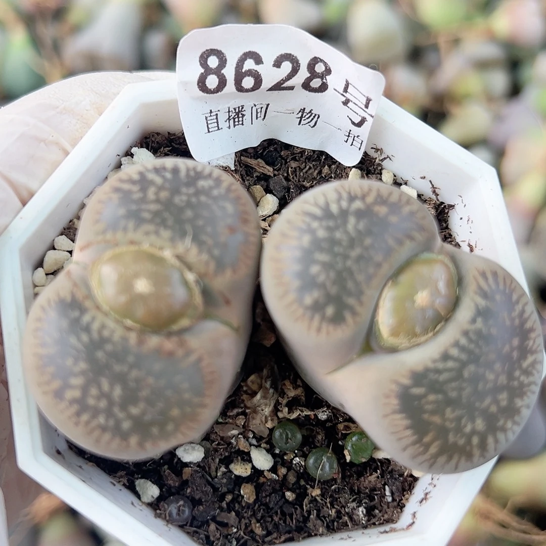 8628 好养易活生石花大母本